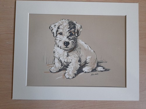 Jack russell puppy - jack,