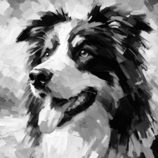 ORIGINAL BORDER COLLIE