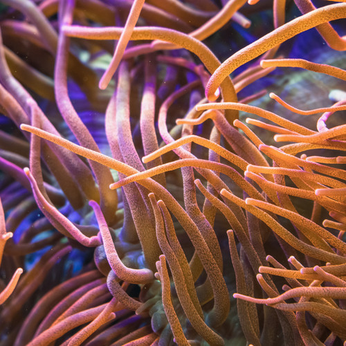 Rose bubble tip anemone - bubble, saq