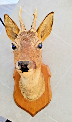 French taxidermy roe deer head - roe,