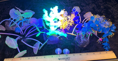 Marine fluorescent glow - fluorescent, sea