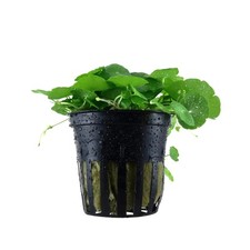 Hydrocotyle verticillata