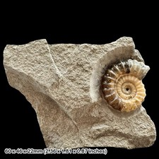 Promicroceras Calcite Ammonite