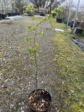 Carpinus betulus hornbeam - betulus,
