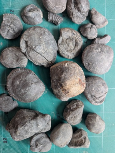 Mixed ammonite fossil - fossil,