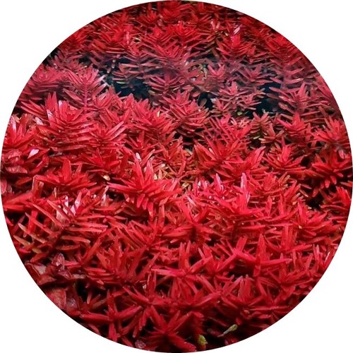Rotala blood red vitro live - rotala, in