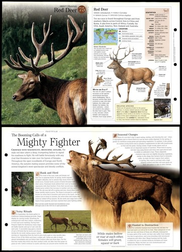 Red deer mammals - red,
