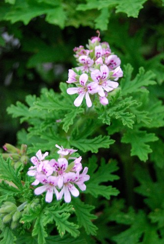 Lemon scented pelargonium - scented,