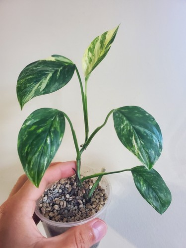 Monstera lechleriana albo - lechleriana,