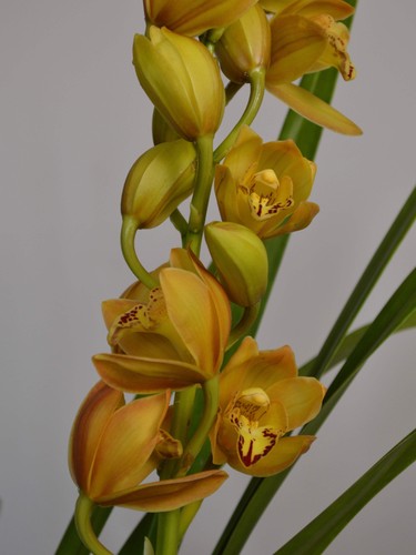 Enzan forest golden yellow - forest,