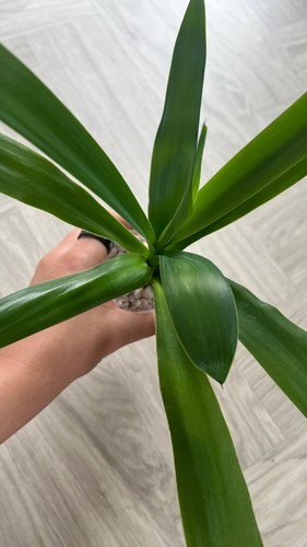 Yucca elephantipes baby plant - baby,