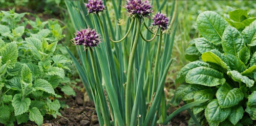 Edible rarities perennial - edible,