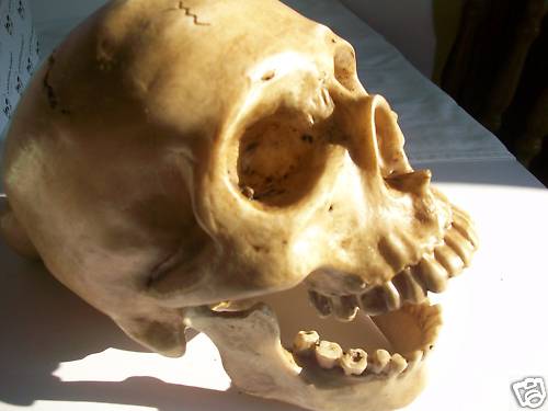 20cm human skull model - skull,