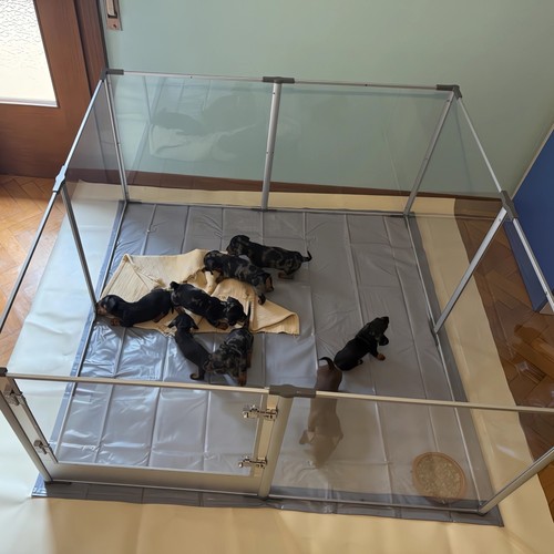 Xxl acrylic dog - dog, pet