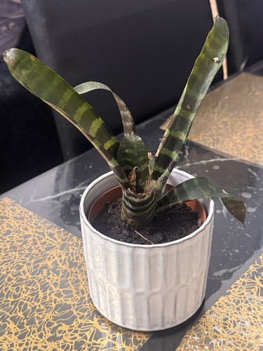 Bromeliad vriesea green indoor - bromeliad,