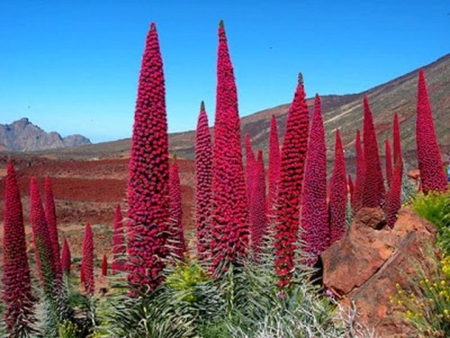 Echium wildpretii plug plants - wildpretii,