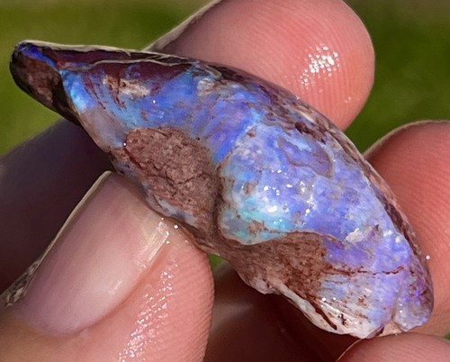 Rare opal full shell fossil - shell,