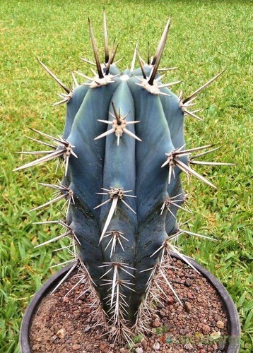 Pachycereus tepamo ultra rare - ultra,