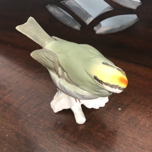 Goebel firecrest bird - firecrest,