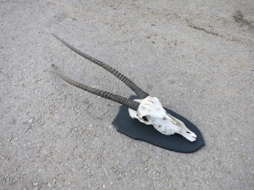 Taxidermy south african - south,