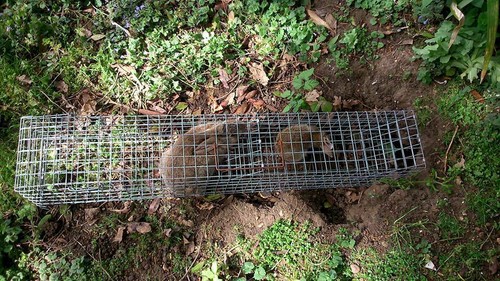 Rabbit bolt traps - x,