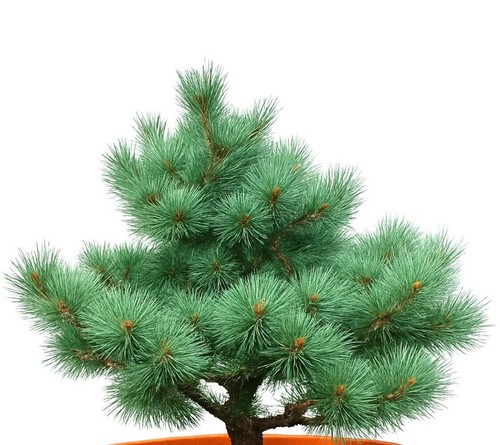 Pinus sylvestris martham - sylvestris, cv