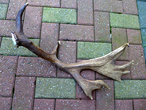 Fallow deer antler stick - fallow,