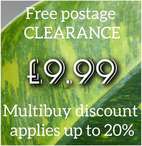 Clearance variegated - £9.99,