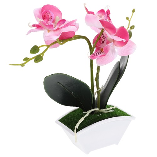 Simulation phalaenopsis miss - simulation,