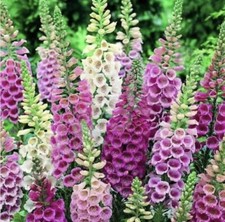 100 DIGITALIS PURPUREA MIXED COLOUR FOXGLOVE SEEDS - 100 SEEDS FREE POST
