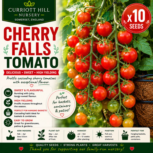 Cherry falls tomato - tomato, seeds