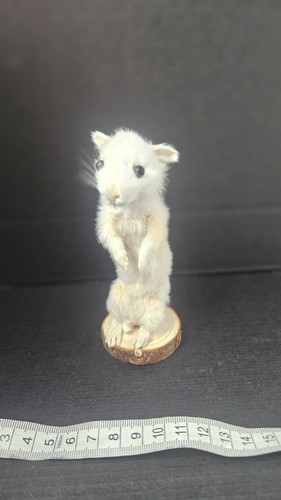 Standing bunny funny - standing,