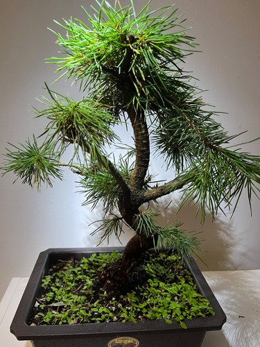 Scots pine bonsai - pine,