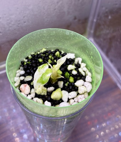 Alocasia macrorrhiza - alocasia,