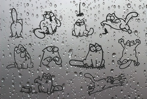 Cat stickers animal - cat,
