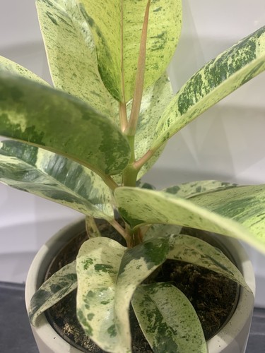 Ficus indoor plant 40cm - ficus, 30-40cm