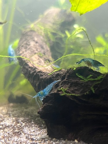 Blue dream freshwater - -,