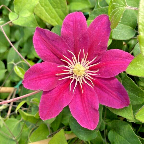 Acropolis clematis seeds - 15,