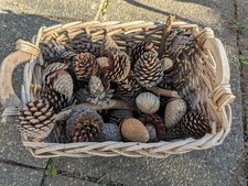 Bag Of Around 50 large Pine/