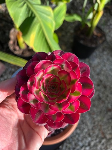 Aeonium cornish rose - aeonium, ‘cornish