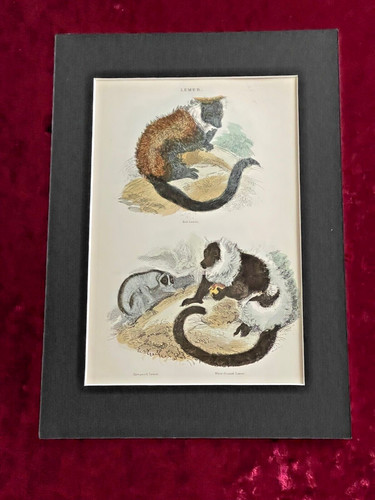 Thomas landseer lemur - thomas,