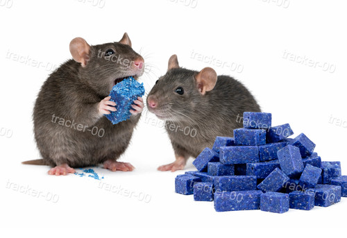 Maximum strength rodent bait - rodent,