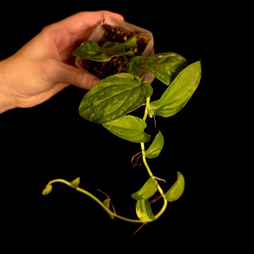 Rhaphidophora korthalsii