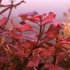 Ludwigia Palustris Red Live