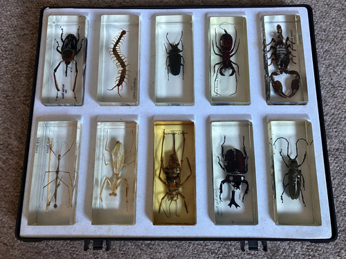 Bugs insects resin real - bugs, in
