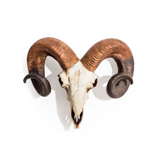 Natural ram skull wall head - ram,