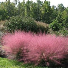 Pink Muhly grass Muhlenbergia