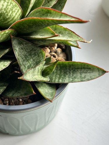 Sansevieria hybrid toxin - sansevieria,