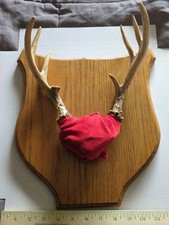 8 Point Whitetail Deer Antlers Wood Plaque Mounted Taxidermy Wall Decor See Pics