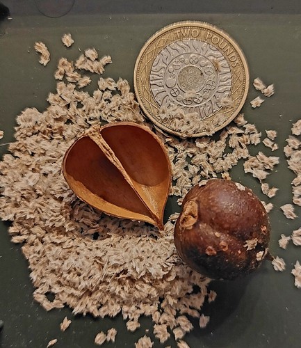 Foxglove tree seeds - tree, seeds,